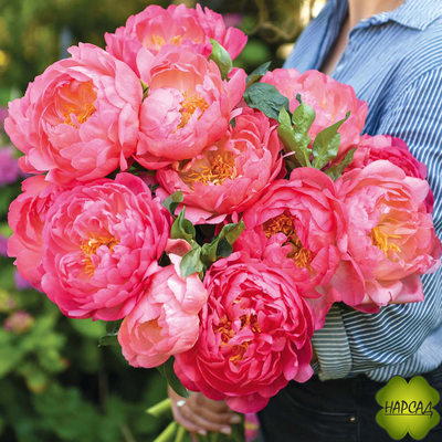 ПИОН ДРЕВОВИДНЫЙ "ПИНК ГАВАЙАН КОРАЛ" (ДЛЯ СРЕЗКИ)