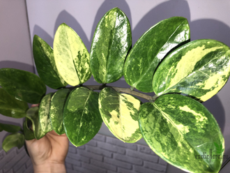 Замиокулькас вариегатный / Z. Short leaf variegated