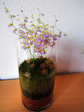 Utricularia Bisquamata