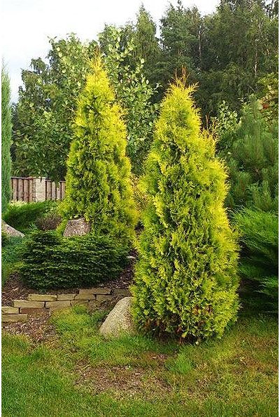 Туя западная Sunkist