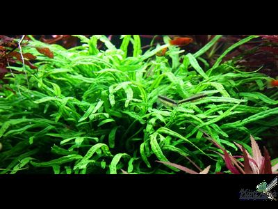 Папоротник Тридент (пластиковый горшок)