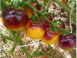 Томат Лесной Голубой Шмель (Bosque Blue Bumblebee)