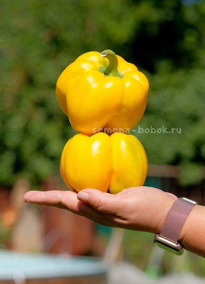 Перец сладкий Quatro Zolta (Кубический желтый), 10 шт