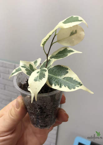 Ficus Benjamina De Gantel / фикус Бенджамина Де гантель