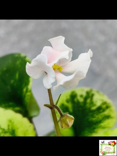 LV-15 сеянец (Л. Шевелёва) (стартер)