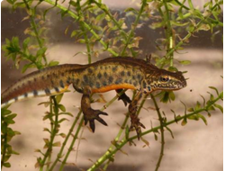 Карпатский тритон(Lissotriton montandoni)