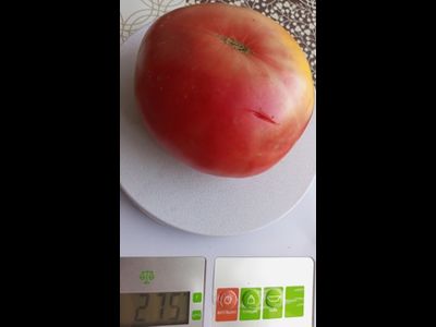 Томат Царский подарок