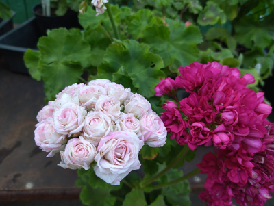 Пеларгония Ю-Царская Невеста