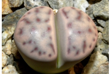 Lithops dinteri (Литопс Динтера)