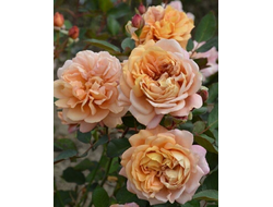 Marron (Маррон) яп