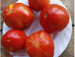Томат Гибрид любви