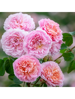 Юстасия Вай (Eustacia Vye)