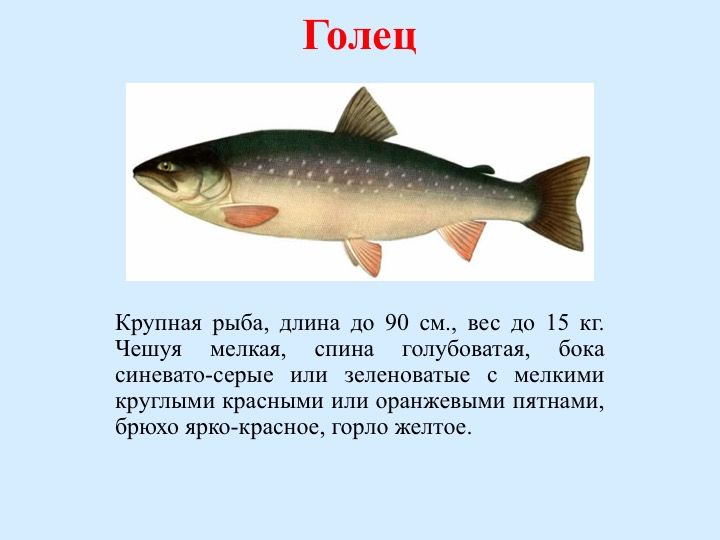 Сайт воспитателя Старцевой Ольги Егоровны - Рыбы Республики Коми