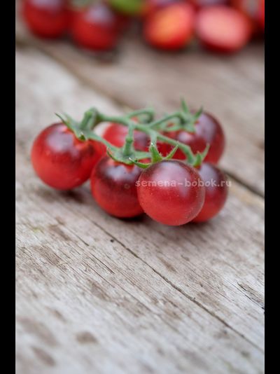 Томат Маленький Красный Корвет (Little Red Corvete), 10 шт