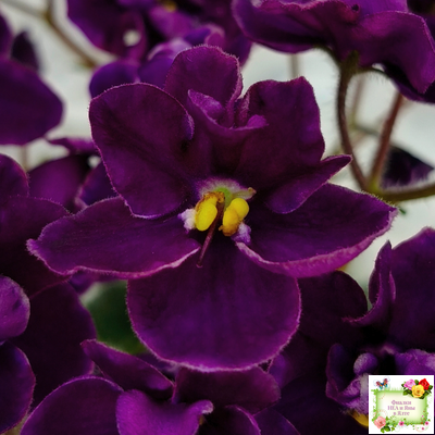 Mac's Piqued Pixie (G. McDonald) 2011 г. (лист посажен 25.01.26)