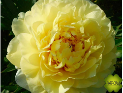 ПИОН ДРЕВОВИДНЫЙ ИТО-ГИБРИД "БАРЦЕЛЛА" зимовавший саженец