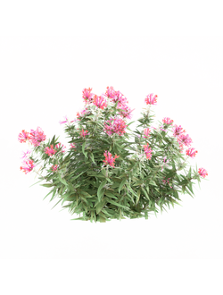 тропические Бувардия Estrellita Little Star