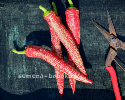 Перец острый Чили Слон (Elephant pepper)