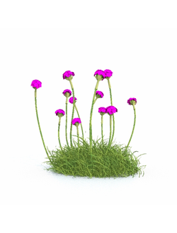 цветы Армерия приморская-01