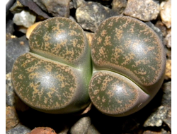 Lithops lesliei v.minor 'Witblom' C006A - 10 семян