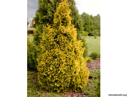 Туя Санкист - Sunkist