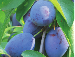 Блюфри (слива)