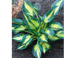 Хоста Монинг Стар (Hosta Morning Star)