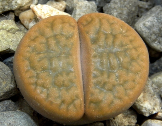 Lithops hookeri v.subfenestrata C175 (MG-1616.68)