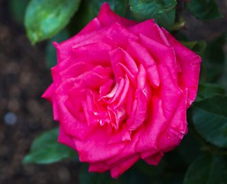 Лолита Лемпика (Lolita Lempicka)  роза