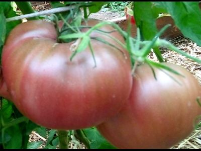 Томат Пурпурное сердце Рейнхарда (Reinhard's Purple Heart, Германия)