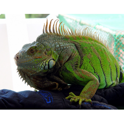 Игуана зеленая