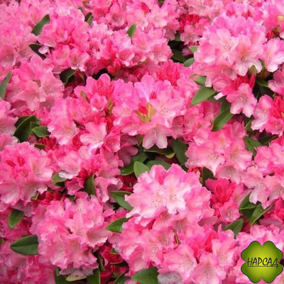 РОДОДЕНДРОН ЯКУШИМАНСКИЙ "ПИНК ЧЕРАБ" (САЖЕНЕЦ 30-40 СМ)