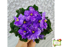 Nik-Звезды над Фиджи (Н. Булко) 2024 г.