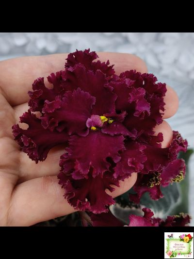 РМ-Black Cherry (Н. Скорнякова) 2022 г.