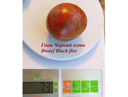 Гном Черный огонь, Черноогненный  (Dwarf Black fire)