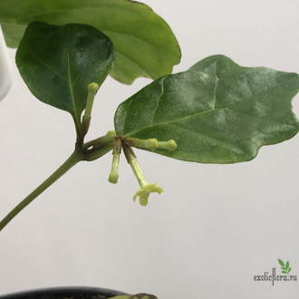 Никодемия дуболистная /  Nicodemia ( Buddleja indica )