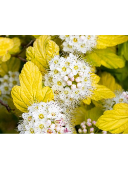 пузыреплодник "наггет"