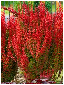 Барбарис Тунберга Orange Tower