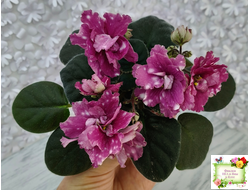 Rivermist Sizzle (J. Baker)