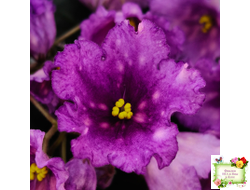 Nik-Кони в Яблоко  (Н. Булко) 2022 г. (пестролистный лонг)