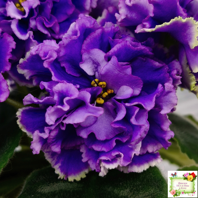 РМ-Синий Бриллиант (Н. Скорнякова) 2023 г.