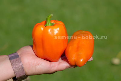 Перец сладкий Гюнстлинг, 10 шт