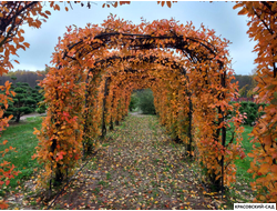 Арка из Ирги канадской - Amelanchier canadensis