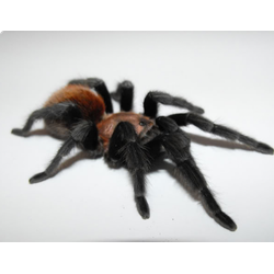 НОРНЫЕ ПАУКИ