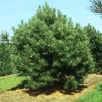 Сосна черная(Pinus Nigra). (20л/160-180)
