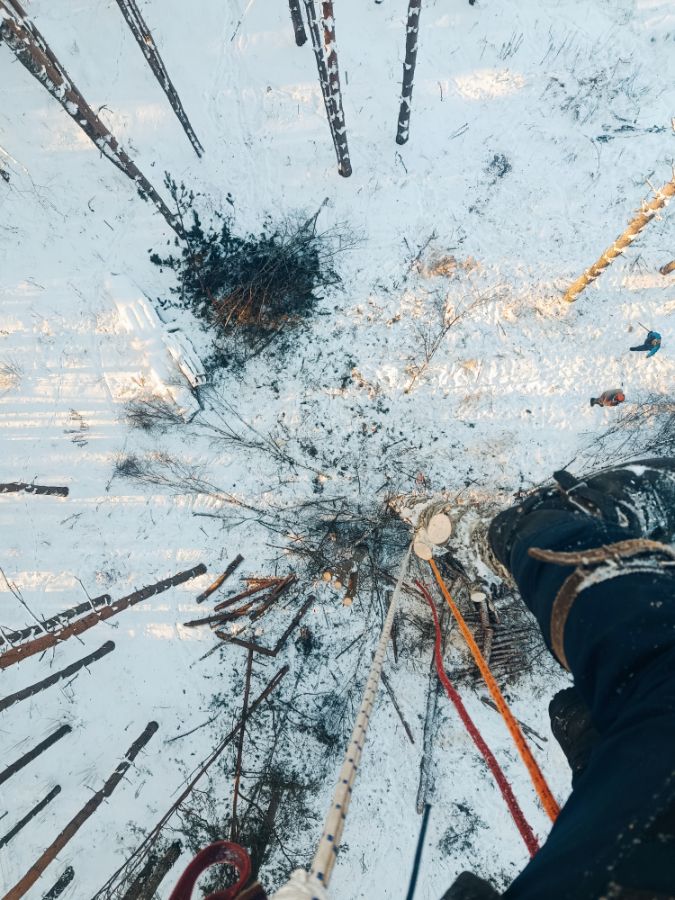 спил сосен шалово