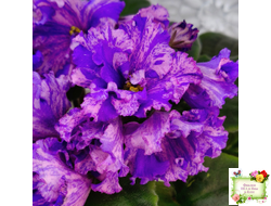 ВаТ-Инопланетянин (Т. Валькова) 2015 г.