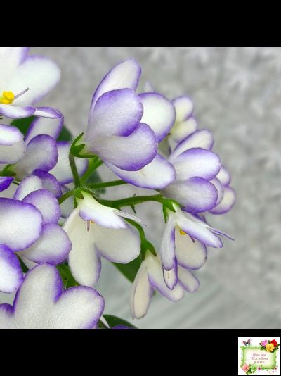 2А-Проба Пера (Е. Кольцова) 2024 г.