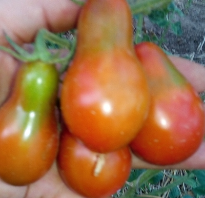 Томат Джессика (Jessika), Аргентина