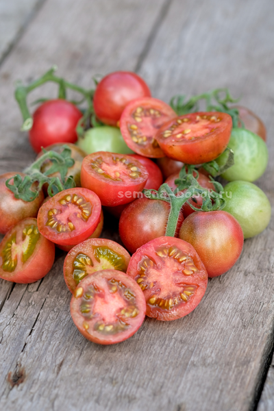 Томат Гном Противоречия (Controversy), 10 шт